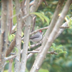 Coryphospingus pileatus