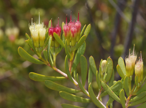 binghi homoranthus (Homoranthus binghiensis)