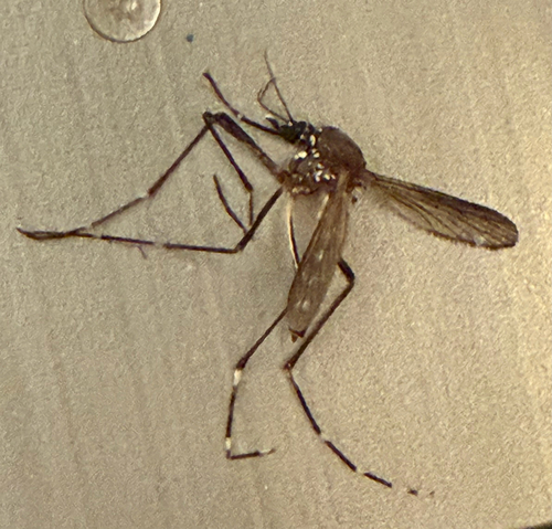 Unknown species found near Anderson Pl SE, Albuquerque, NM, US