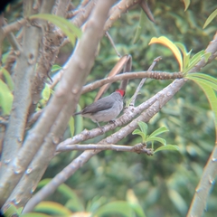 Coryphospingus pileatus