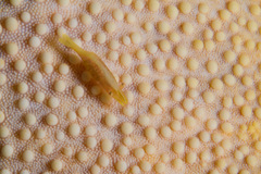 Culcita novaeguineae