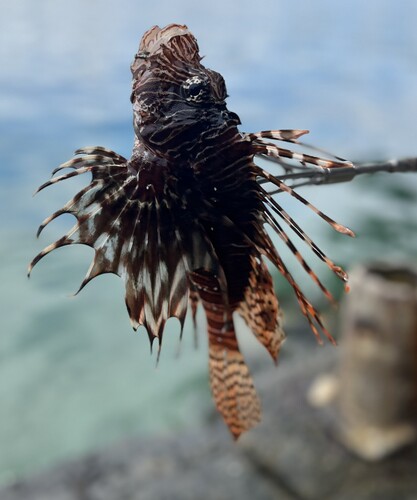 Lionfish