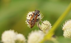 Polistes cinerascens