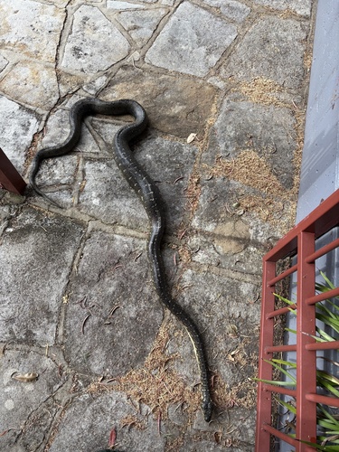 Diamond Python sighting