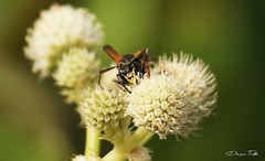 Polistes cinerascens