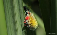 Pseudautomeris grammivora