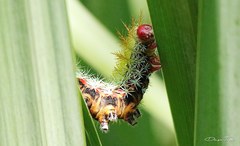 Pseudautomeris grammivora