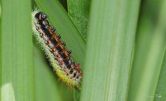 Pseudautomeris grammivora