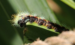 Pseudautomeris grammivora