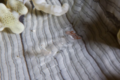 Ancylocaris brevicarpalis