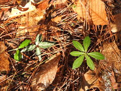 Chimaphila umbellata