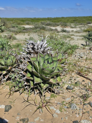 Agave margaritae