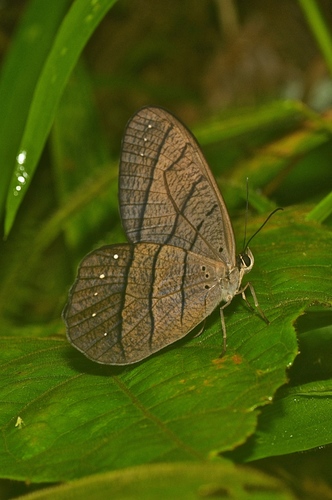 Pierella chalybaea