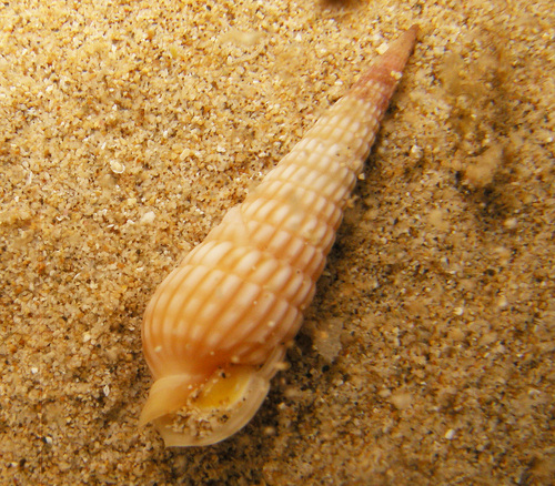 Terebra cerithina observed 2025-11-11