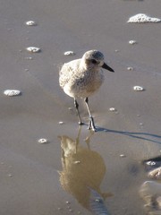 Pluvialis squatarola