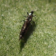Klambothrips myopori