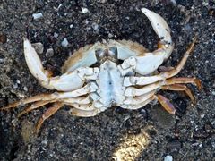 Metacarcinus anthonyi