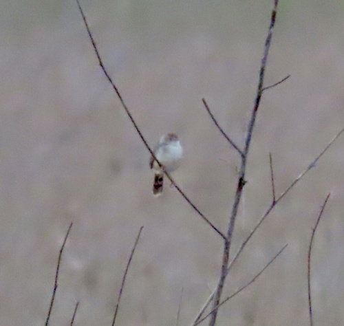 Bubbling Cisticola (Cisticola bulliens)