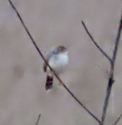 Bubbling Cisticola (Cisticola bulliens), photo 2
