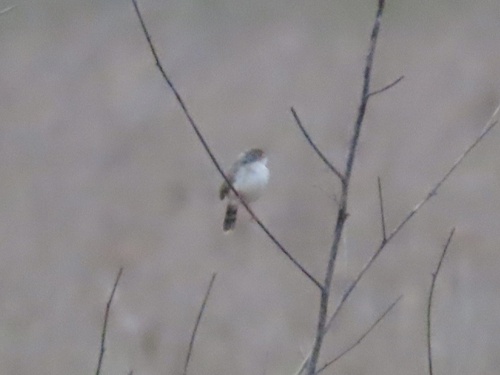 Bubbling Cisticola (Cisticola bulliens), photo 4