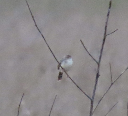 Bubbling Cisticola (Cisticola bulliens), photo 3
