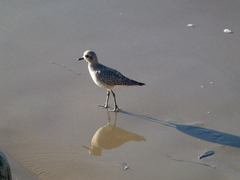 Pluvialis squatarola