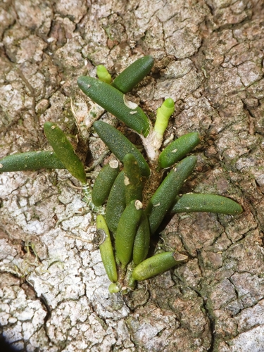 Dendrobium lichenastrum, photograph 3