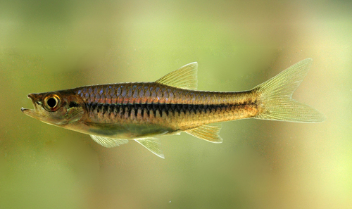 Rasbora armitagei