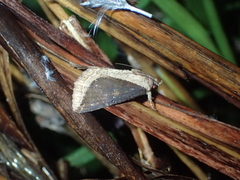 Ercheia