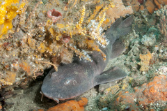 Brachaelurus waddi