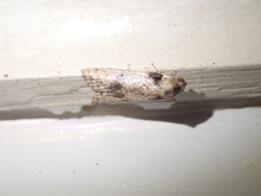 Stictopterinae