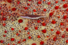 Zenopontonia soror