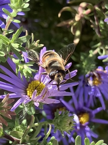 Unknown species found near Indiana State University, Terre Haute, IN, US