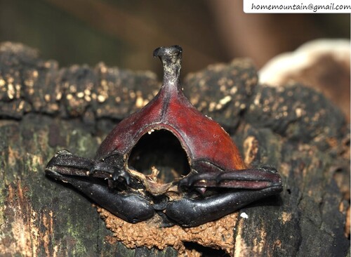 Japanese Rhinoceros Beetle