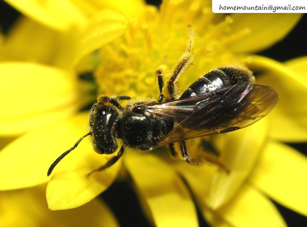 Lasioglossum cire