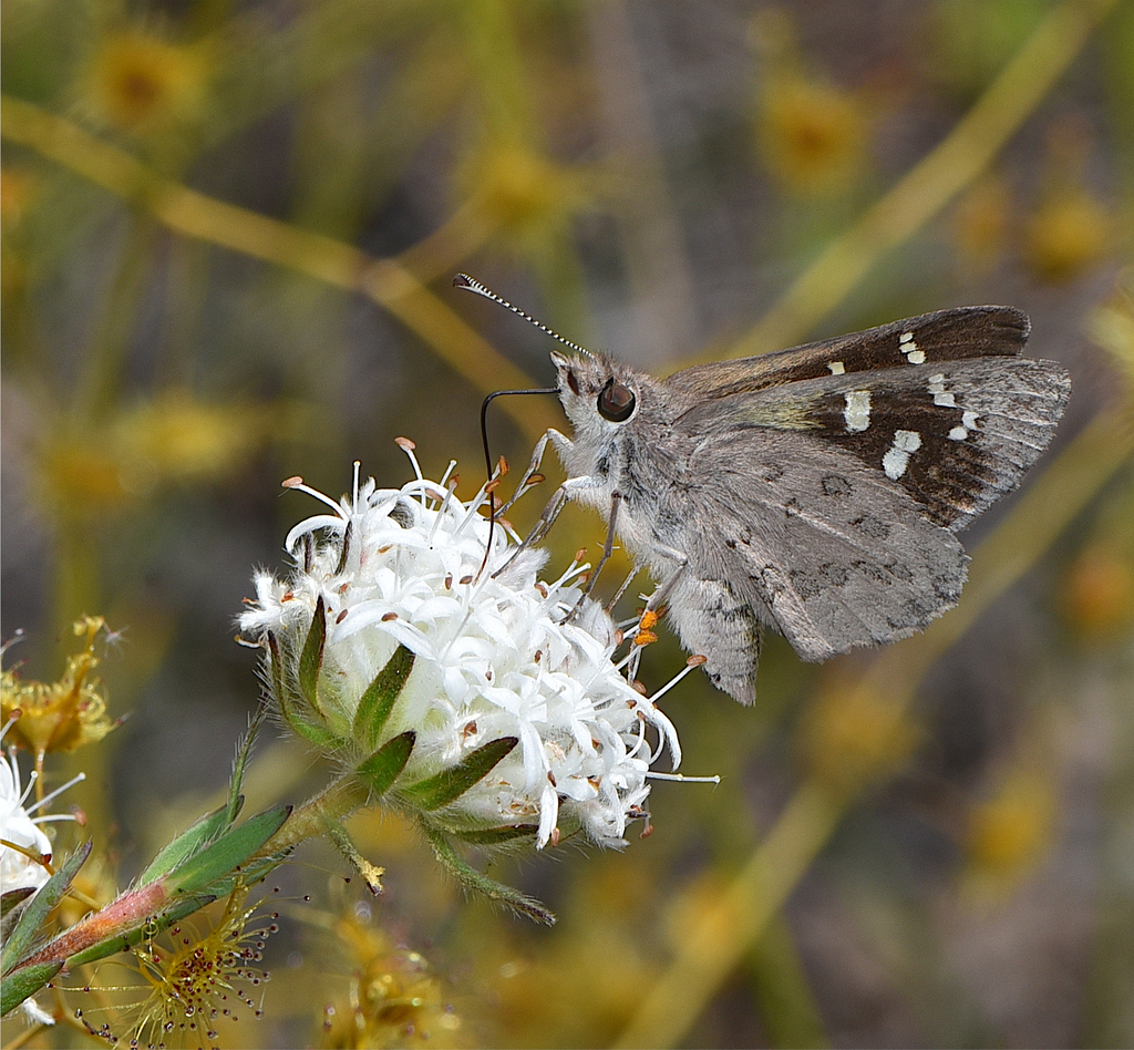 Western Sand-Skipper