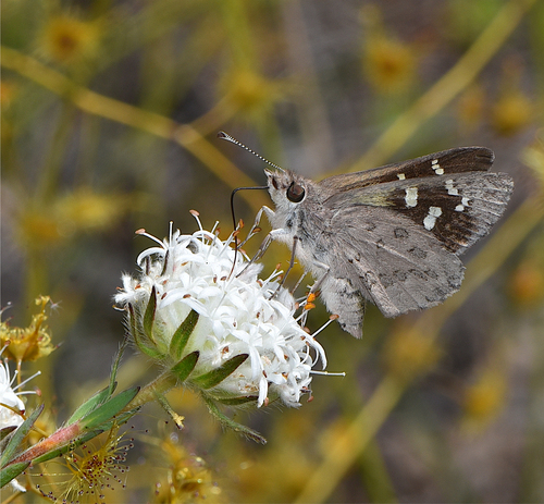 Western Sand-Skipper