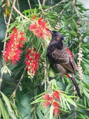 Pycnonotus cafer