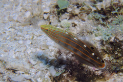 Koumansetta rainfordi