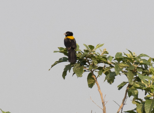 Yellow-mantled Widowbird (Euplectes macroura), photo 8