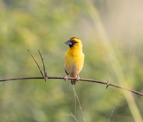 Compact Weaver (Pachyphantes superciliosus), photo 1