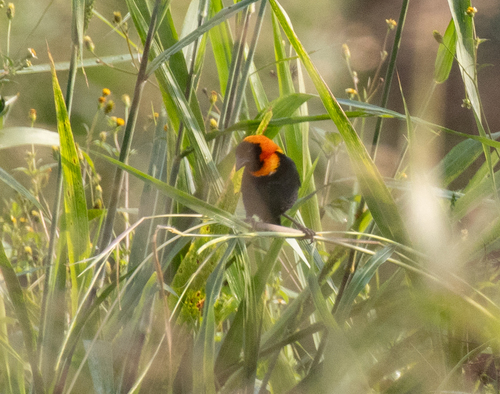Black Bishop (Euplectes gierowii), photo 8