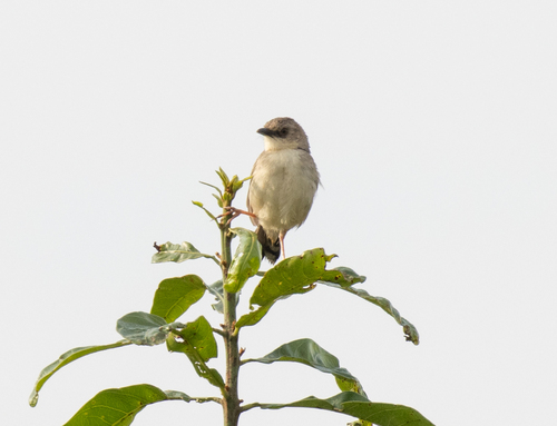 Whistling Cisticola (Cisticola lateralis), photo 4