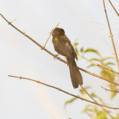 Yellow-mantled Widowbird (Euplectes macroura), photo 8