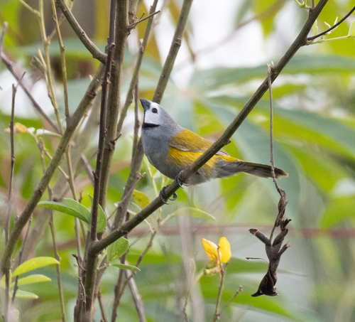 Grey-headed Oliveback (Delacourella capistrata), photo 4