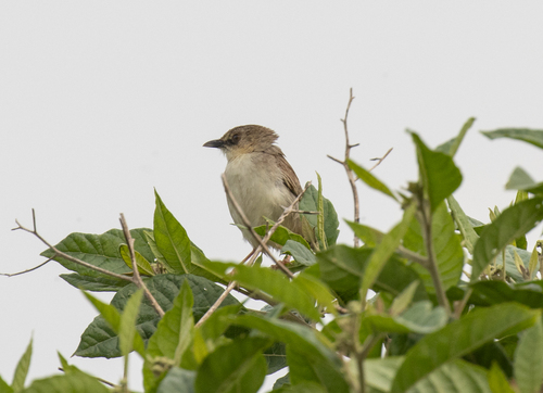 Whistling Cisticola (Cisticola lateralis), photo 5