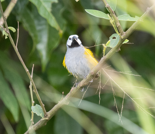Grey-headed Oliveback (Delacourella capistrata), photo 3