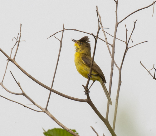 African Yellow Warbler (Iduna natalensis)