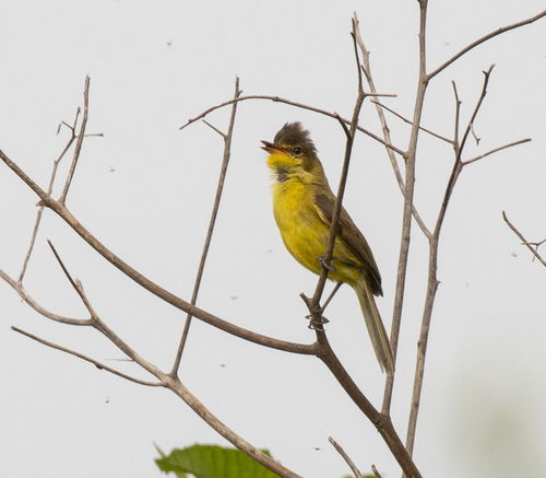 African Yellow Warbler (Iduna natalensis), photo 2