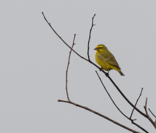 Yellow-fronted Canary